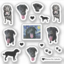 Recherche de drôles de labrador Dog