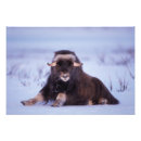 Search for muskox posters North slope