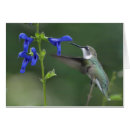 Recherche de oiseau de ronflement Bleu