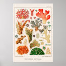 Search for great barrier reef posters Vintage