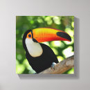 Search for toucan canvas prints Brazil