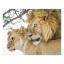 Search for lion picture posters Nature