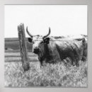 Search for black and white cow posters Animals