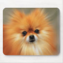 Search for speeding photography Dog