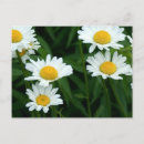 Search for daisy postcards Outdoors