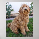 Search for labradoodle dog posters Pet