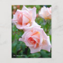Recherche de michelle Rose