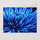 Recherche de bleu électrique cartes postales Nature