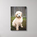 Recherche de goldendoodle art Endoodle doré