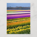 Recherche de tulipe cartes postales Vacances
