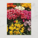 Search for varieties postcards Nature