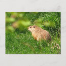 Search for pests postcards Animals