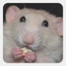 Recherche de rats autocollants Animal