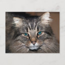 Recherche de gros chat cartes postales Tabby