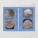 Recherche de dollar de sable cartes postales Carolina sud