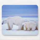 Search for sow mousepads Wildlife