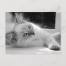 Recherche de yeux doux cartes postales Blanc
