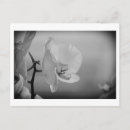 Recherche de orchidée noire cartes postales Floral