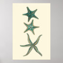 Recherche de mer turquoise posters Étoiles de mer