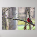 Recherche de oiseau cardinal rouge posters Nature