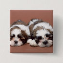 Search for tzu buttons Animal