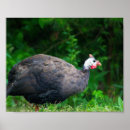 Search for guinea fowl Farm
