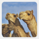 Search for cairo egypt stickers Adam jones