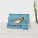 Search for shore note cards Nature
