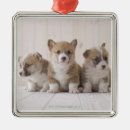 Search for corgi ornaments Animals