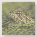 Recherche de grenouille dessous de verres Nature