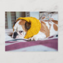 Search for getty postcards Animals