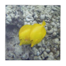 Recherche de poissons carreaux Décoration