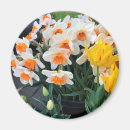 Search for daffodil magnets Nature