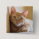 Search for low lying buttons Cat