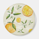 Search for orange blossom magnets Flower