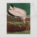 Search for birds of america postcards Ibis