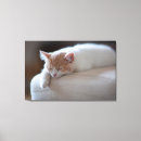 Recherche de pets baby kids No people