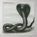 Recherche de cobra Toxique