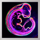 Search for embryo posters Baby