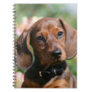 Recherche de teckel Chiot