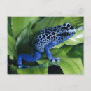 Recherche de grenouille bleue cartes postales Animal