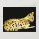 Search for serval postcards Cat
