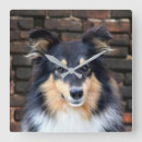 Recherche de sheltie horloges Chien