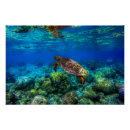 Recherche de turtle posters Tropical