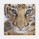 Recherche de espèces magnets Animal