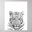 Search for black white tiger posters Wildlife