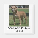 Recherche de pitbull américain Chien