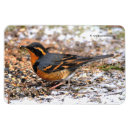 Recherche de oiseaux magnets Neige