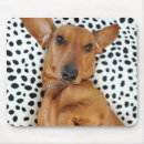 Search for dachshund mousepads Doxie