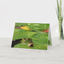 Search for padding cards Amphibian